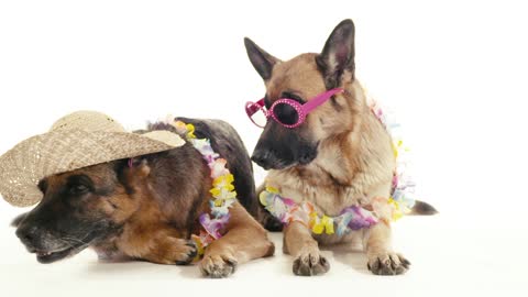 Two German Shepherds wearing hats and sunglasses