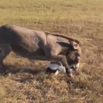 dour donkey doesn’t like her Christmas present panda