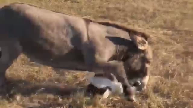 dour donkey doesn’t like her Christmas present panda