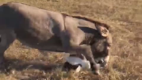 dour donkey doesn’t like her Christmas present panda