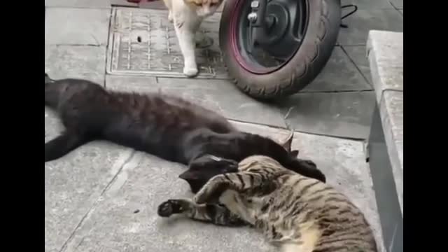 Funny Cats Life