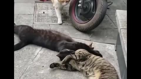 Funny Cats Life