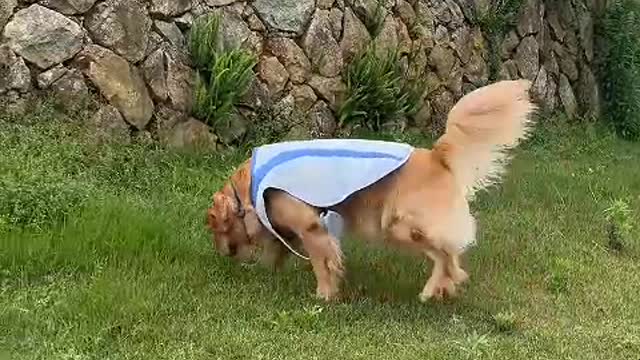 The more people I deal with, the more I like dogs