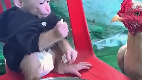 Funny monkey