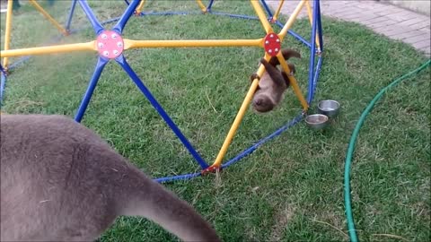 Baby Sloths Being Sloths - FUNNIEST Compilation