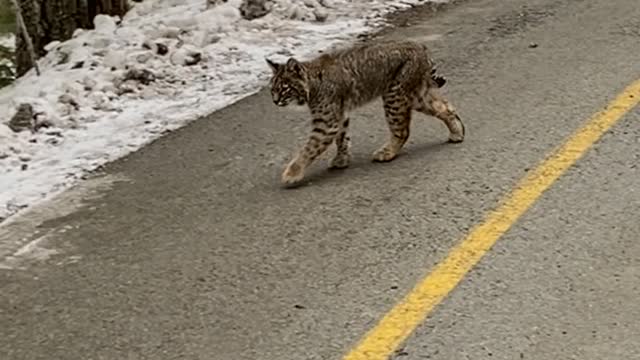 Curious Bobcat Spotted Strolling Along Trail