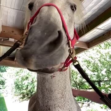 Horse shaking lips
