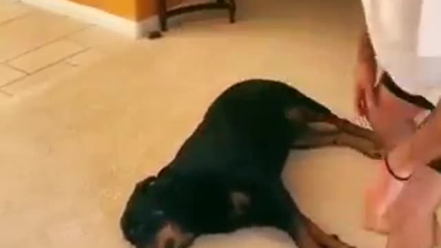 She can’t believe she was shot😮 Wait for the recovery ❤️🩹😁 #dog #dogsofinstagram #dogs #doglover