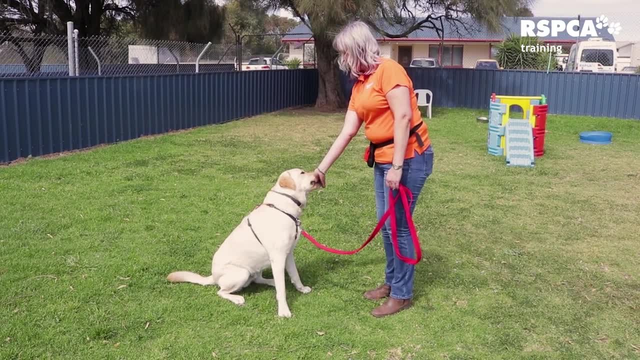 FREE DOG TRAINING SERIES Lessons how to teach your dog to sit and drop