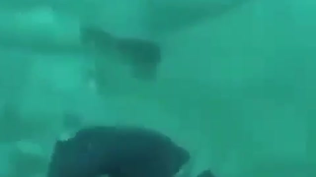 Diver hit by a shark without a brake