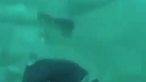 Diver hit by a shark without a brake