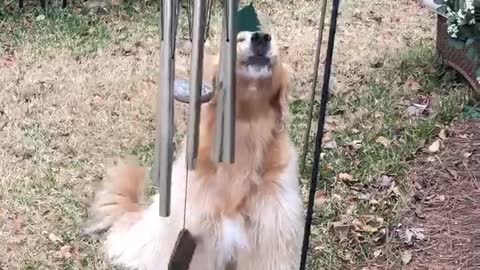 Doggie Sings Along With Wind Chimes