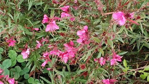 Flower shaped like a trumpet