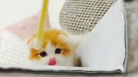 Funny cats