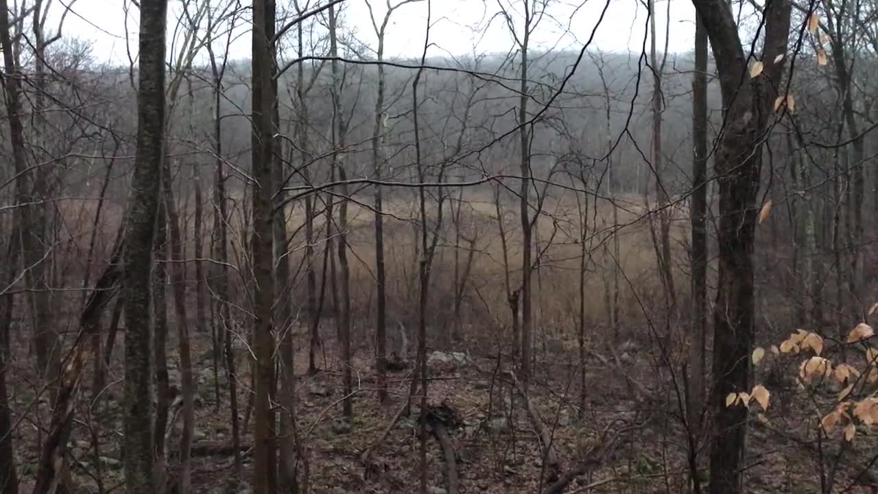 Blackbirds at Mahlon Dickerson Reservation