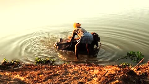 A local farmer with a bull in a small river