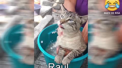 Los gatos que hablan 😲