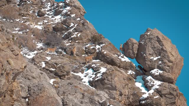 Wild inhabitants of the mountains, when meeting with tourists of cities .