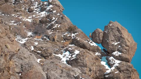 Wild inhabitants of the mountains, when meeting with tourists of cities .