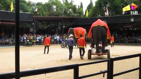 Elephants have bicycles too, and they are quite big