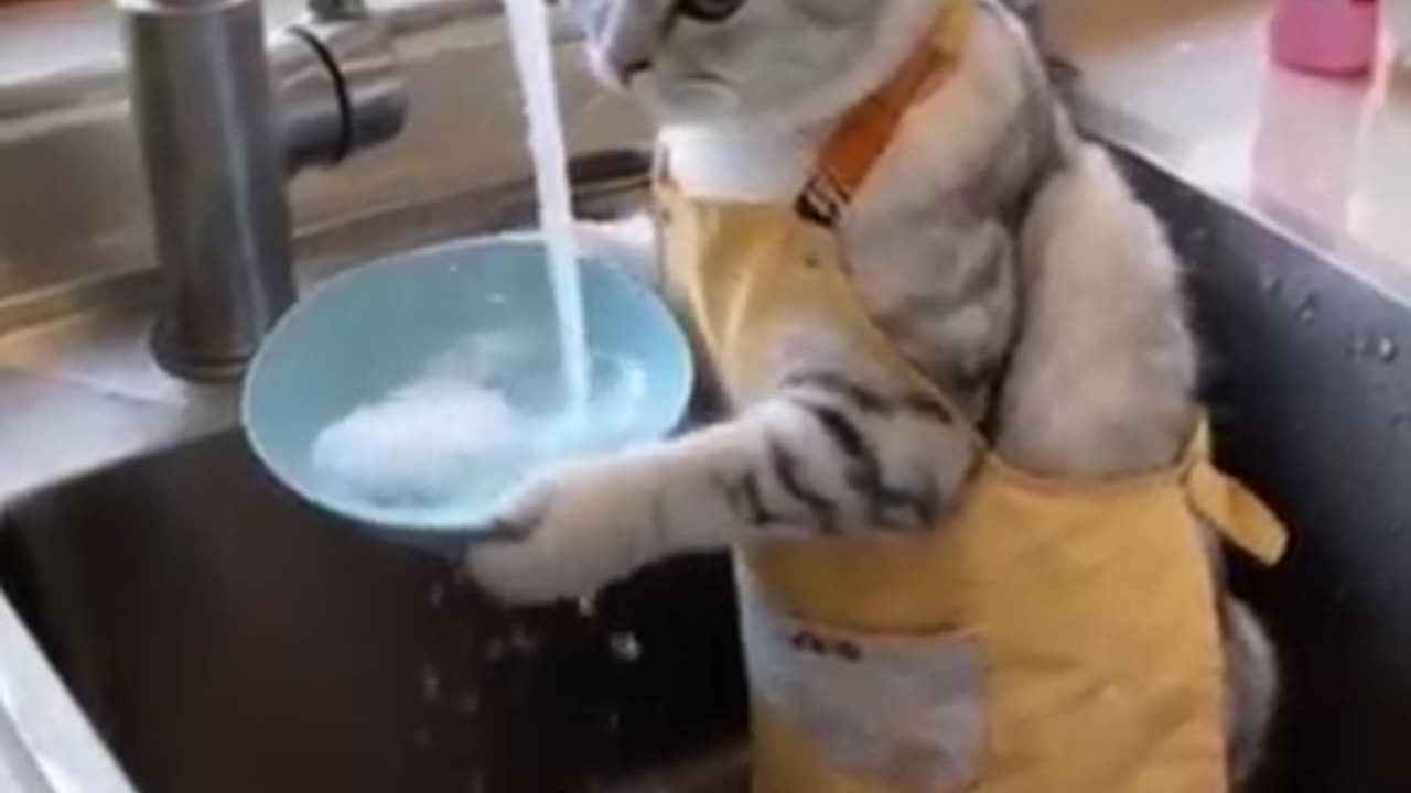 have you ever seen a cat working as a maid!