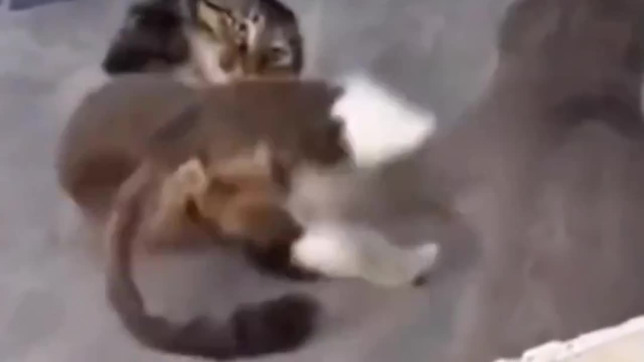 Kung fu cats: these cats know how to hustle kung fu