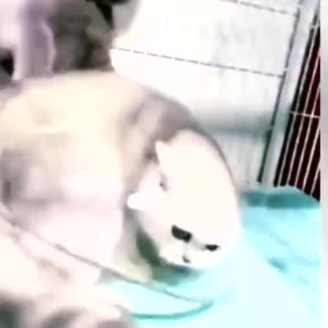 When you have suffered so much pain caused by your wife and today is revenge day