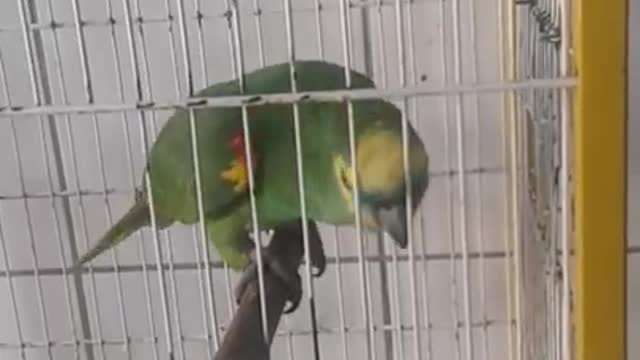 A Parrot-y of Rihanna's Hook from The Monster (Trending Version)