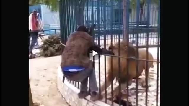 Lion eating a man