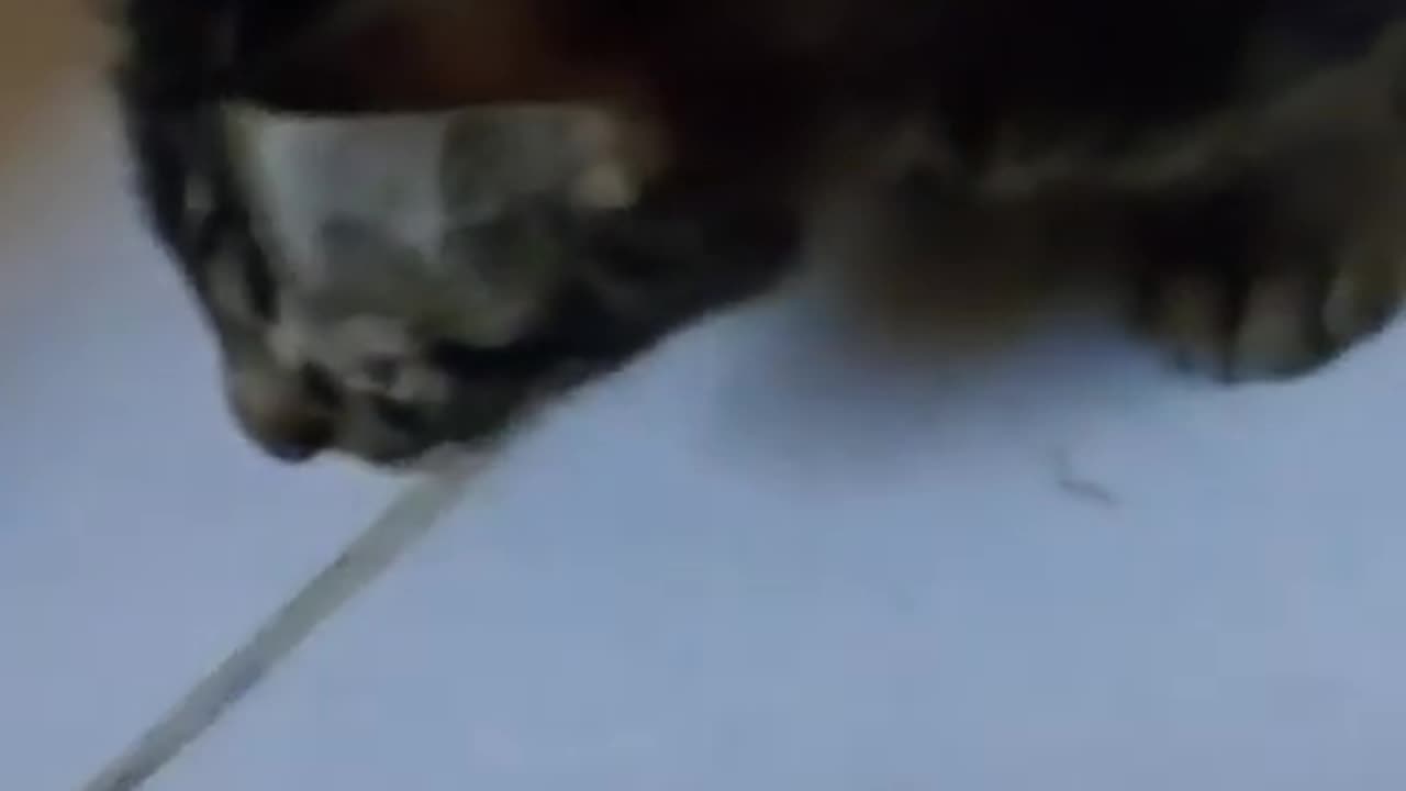 Meu gato vegetariano