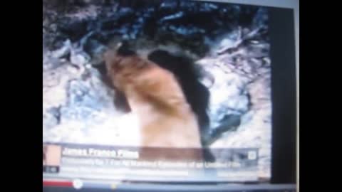 BigFoot vs Bear