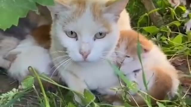 cute funny baby cat