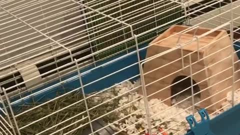 Guinea pig freaking out in cage