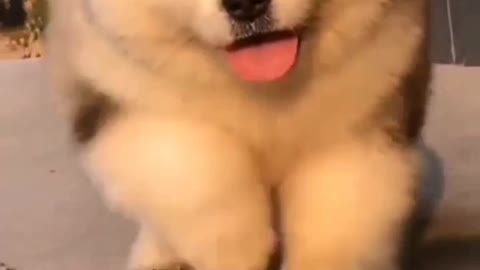 Cute dog videos showing