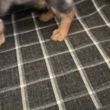 MLB season might be delayed but I’m still practicing my moves. Think I gotta shot?