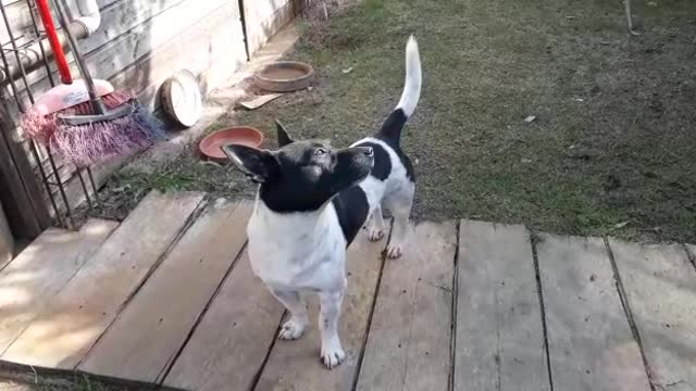 Funny Videos of Dogs, Cats and Other Animals - Flokinho hunting bird in the yard