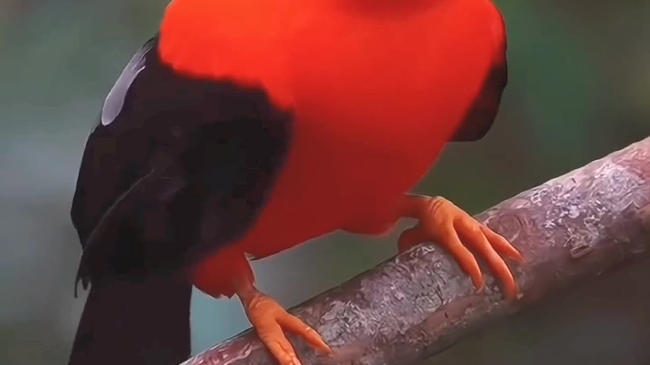 Tunki