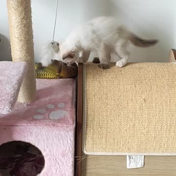 New Adopted Kitten: Estella is exploring her new house