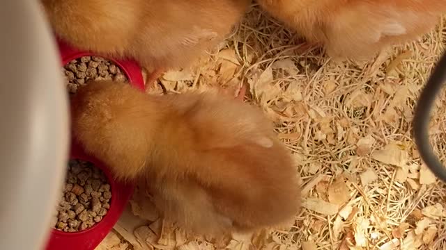 Baby Chicks