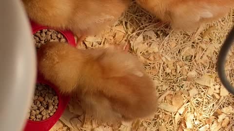 Baby Chicks