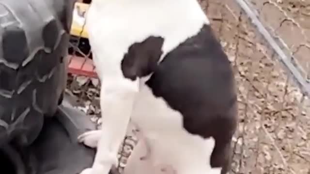 😍So cute dog😍