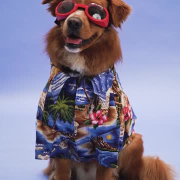 pexels-rodnae-productions-7516662.mp4