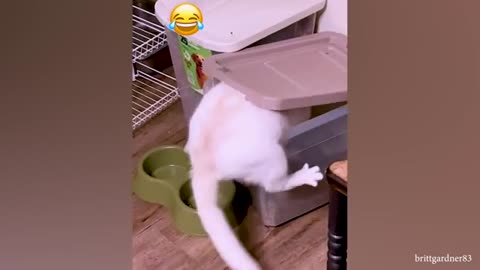 funny animal video
