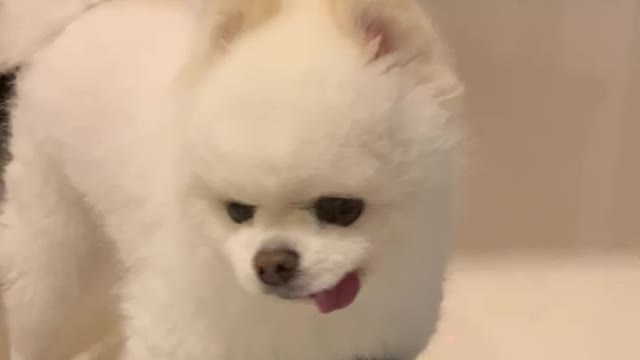 my little puppy likes playing with foot