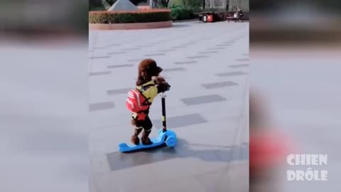Funny dog