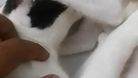 Tim Tim and Lili #cat #kitty #sleeping #cute #baby #shorts #reels #funny #viral #lili