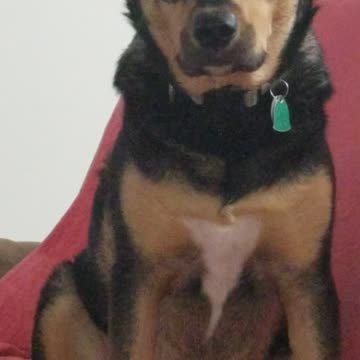 Benelli Catching More Popcorn