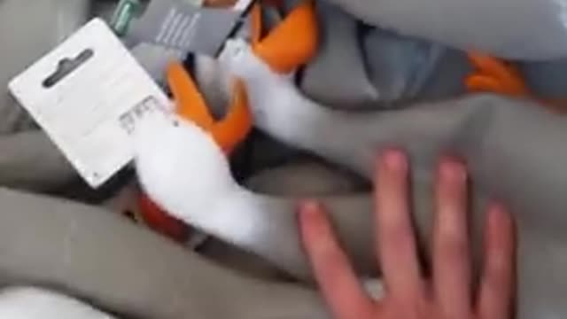 ducks make amazing noise