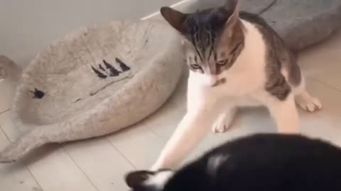 Funny Cat 🐈🐈 videos