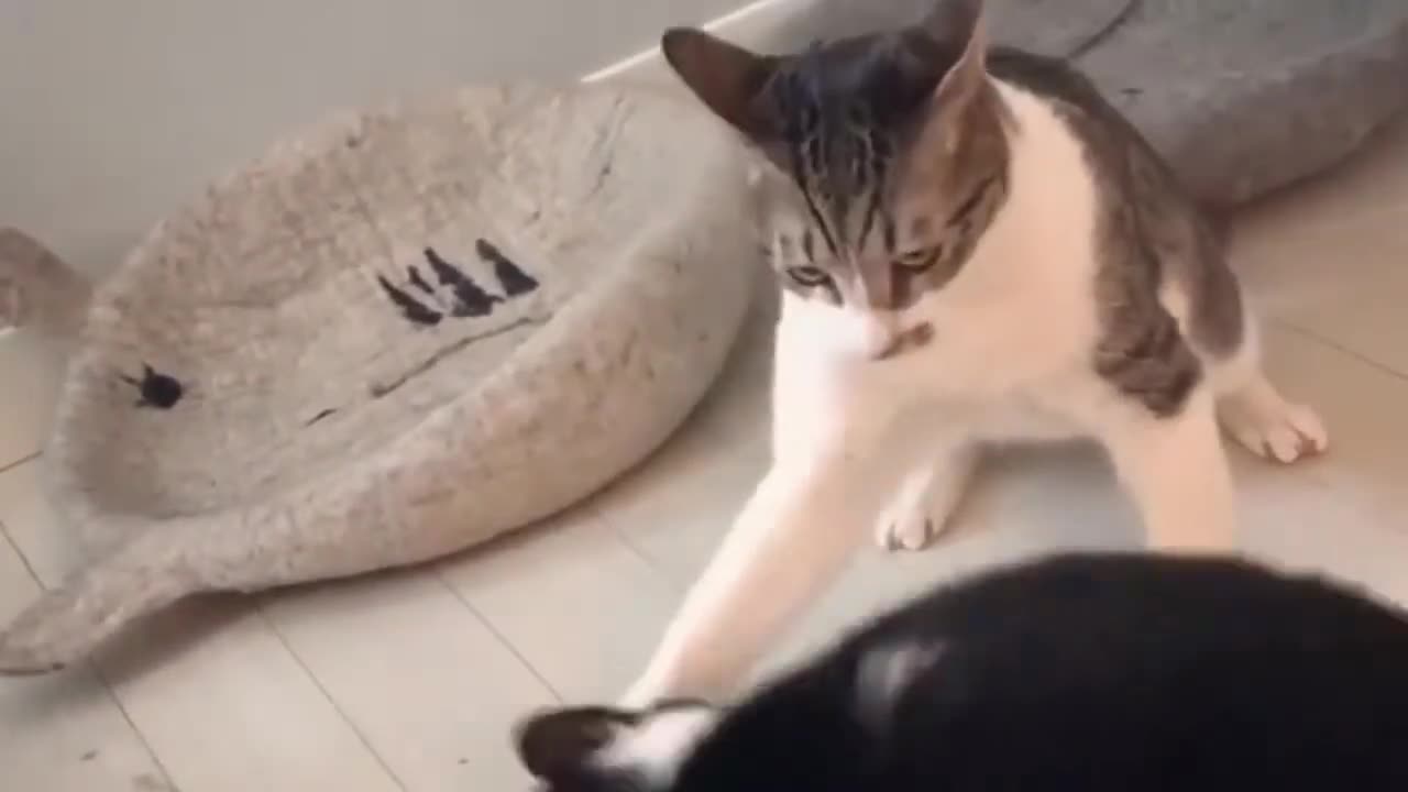 Funny Cat 🐈🐈 videos